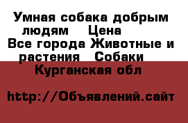 Умная собака добрым людям. › Цена ­ 100 - Все города Животные и растения » Собаки   . Курганская обл.